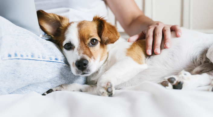prevención leishmaniosis canina