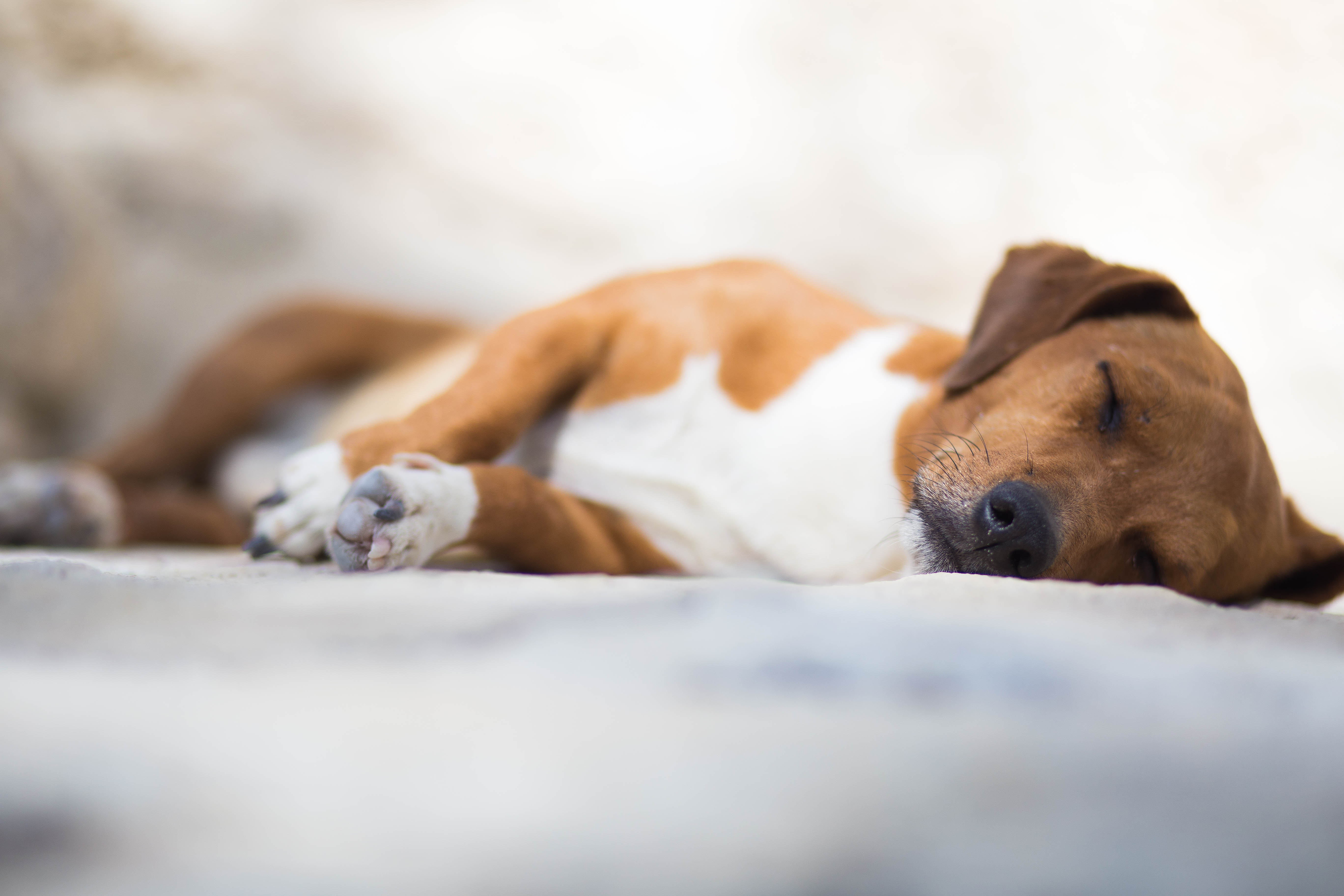 ¿Tu perro duerme habitualmente en una zona exterior?