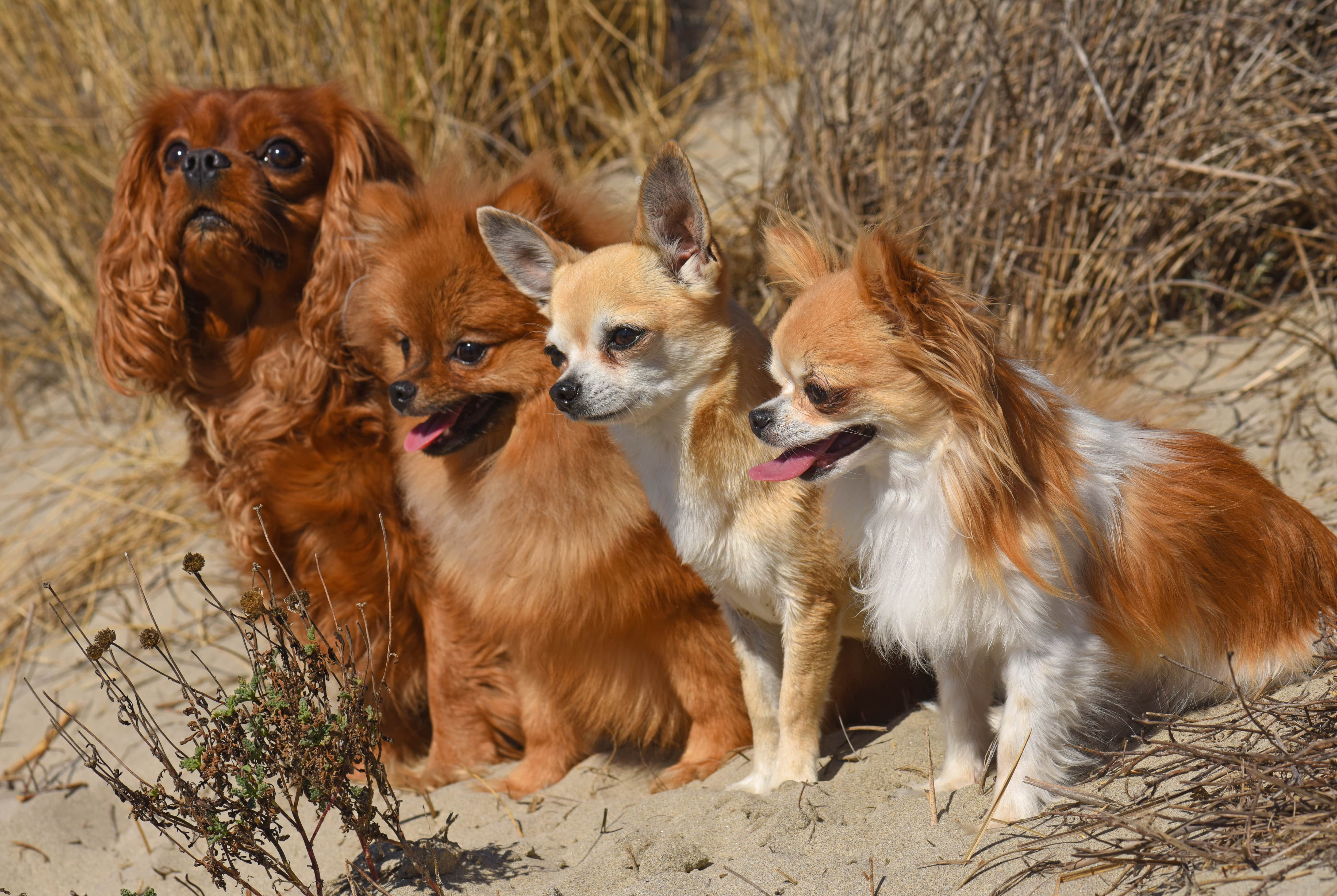 Razas de perros más propensas a contraer la leishmaniosis canina