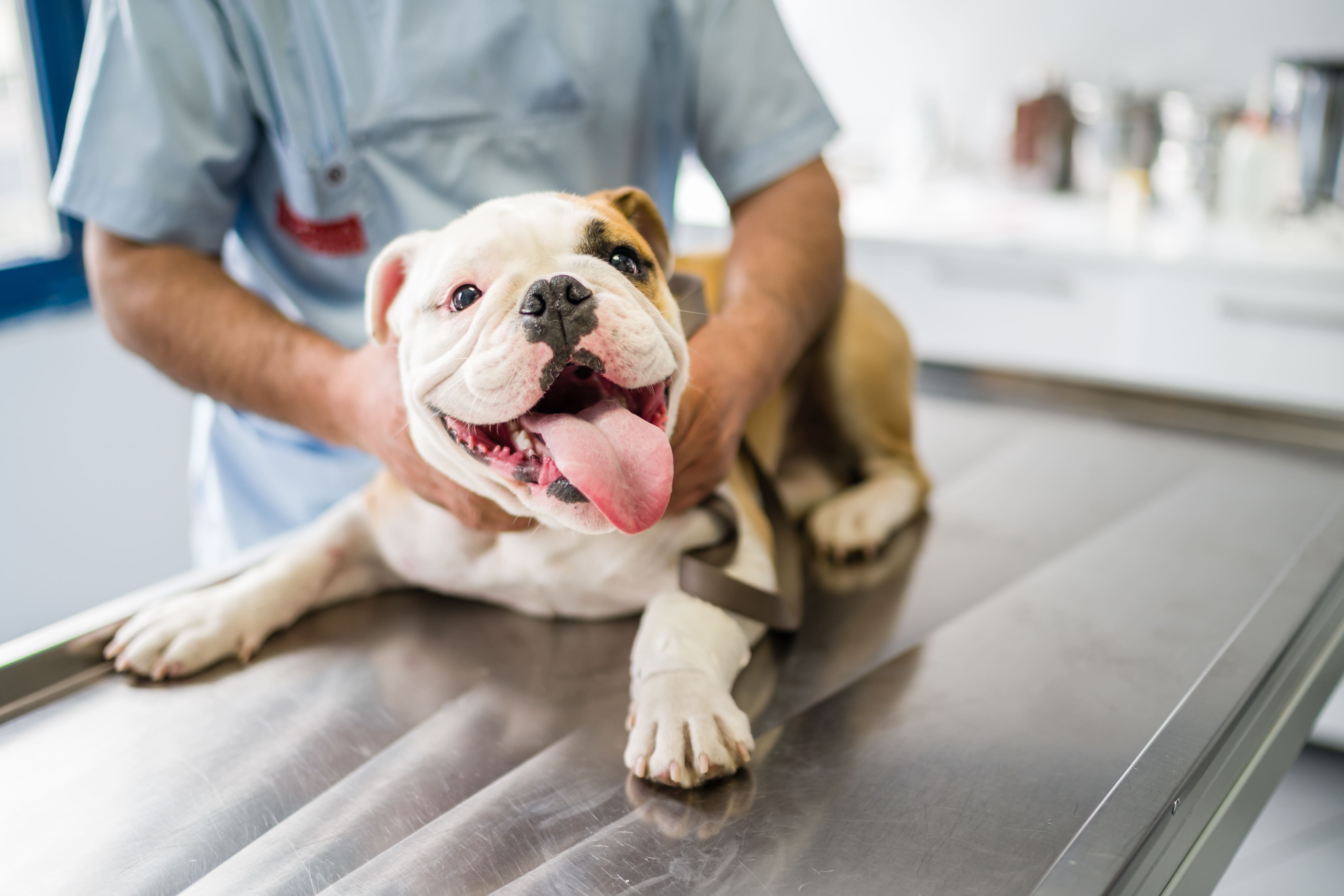 A combinação de repelente e vacina é a proteção máxima contra a leishmaniose canina 