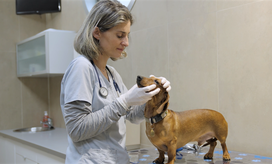 Todo lo que debes saber sobre la leishmaniosis canina: con la veterinaria Mireia Balliu