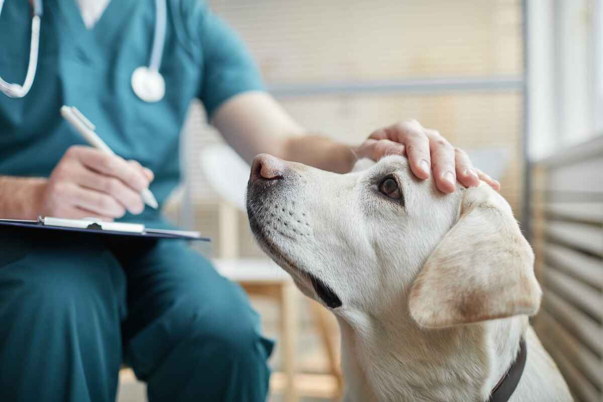 Vacunas para perros: ¿cuáles son obligatorias?