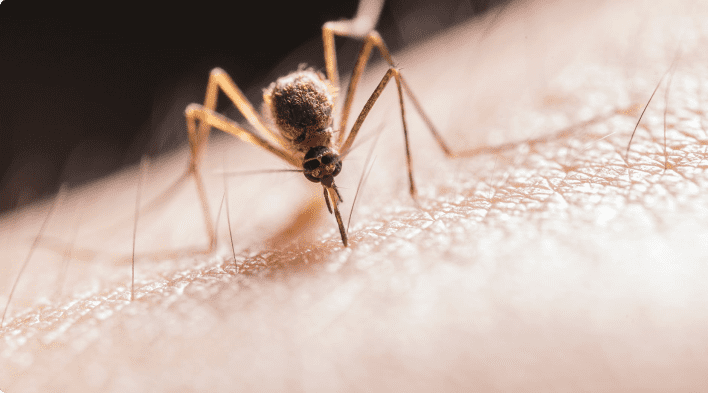 flebótomo mosquito leishmaniosis