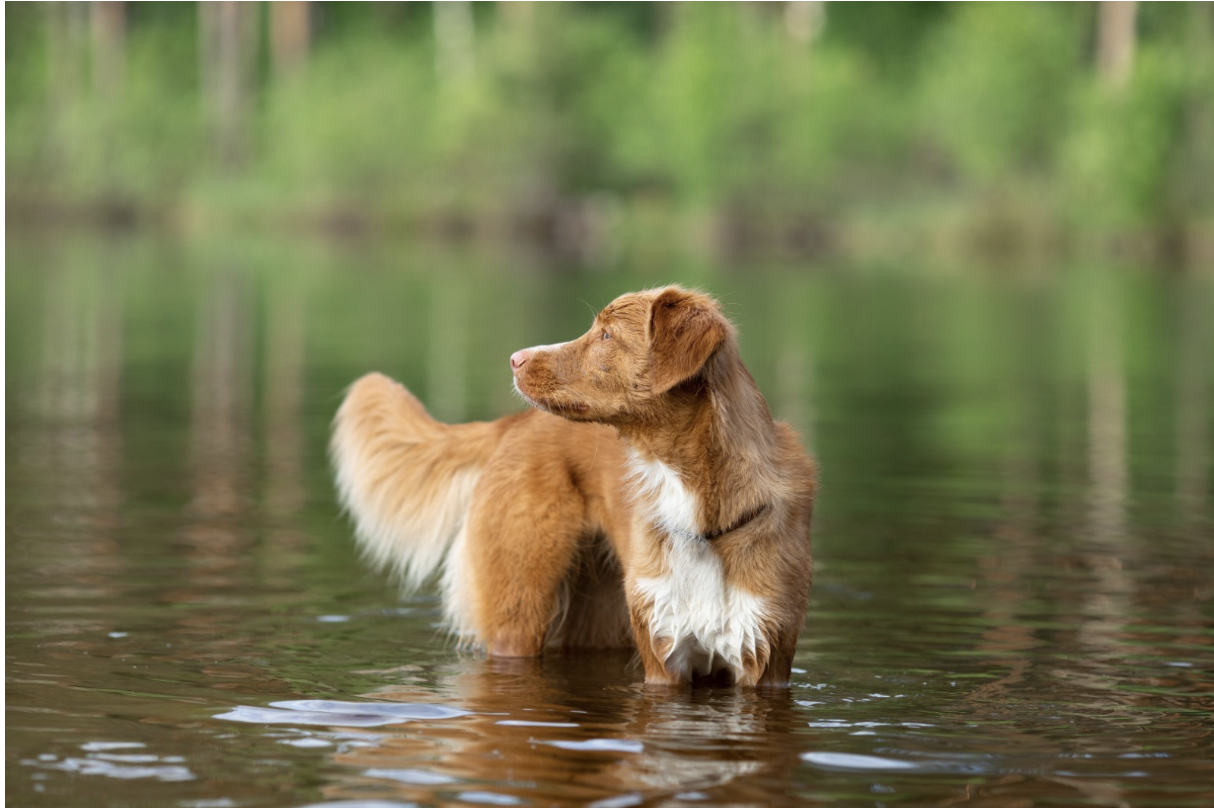 ¿Tu perro tiene miedo al agua?