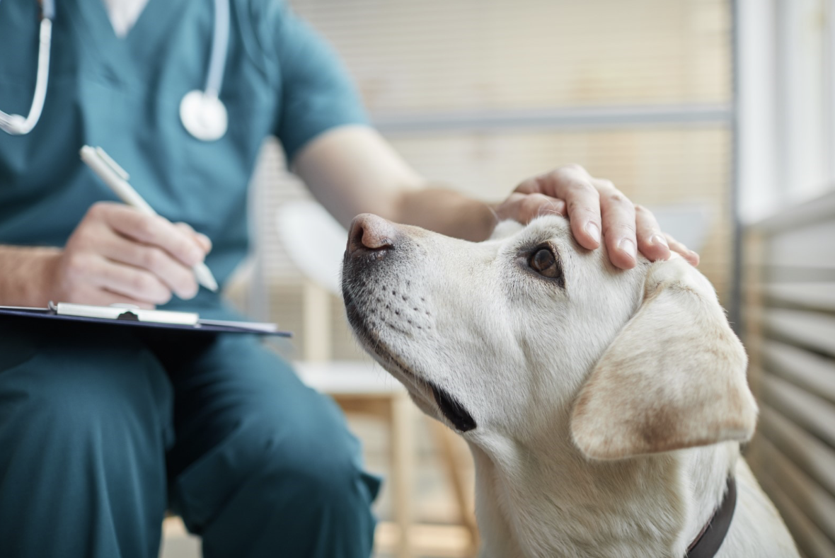 Dicas para prevenir doenças no seu cão   