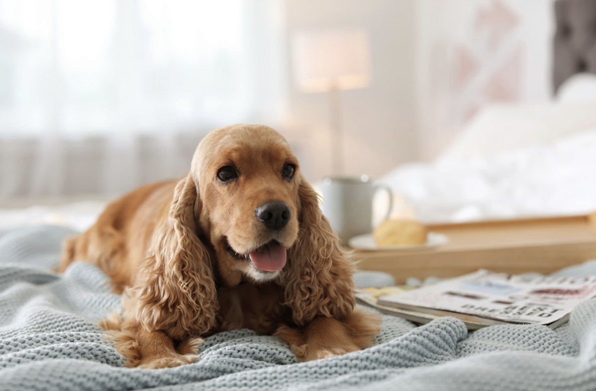 Voltar à rotina com o seu cão depois do verão 