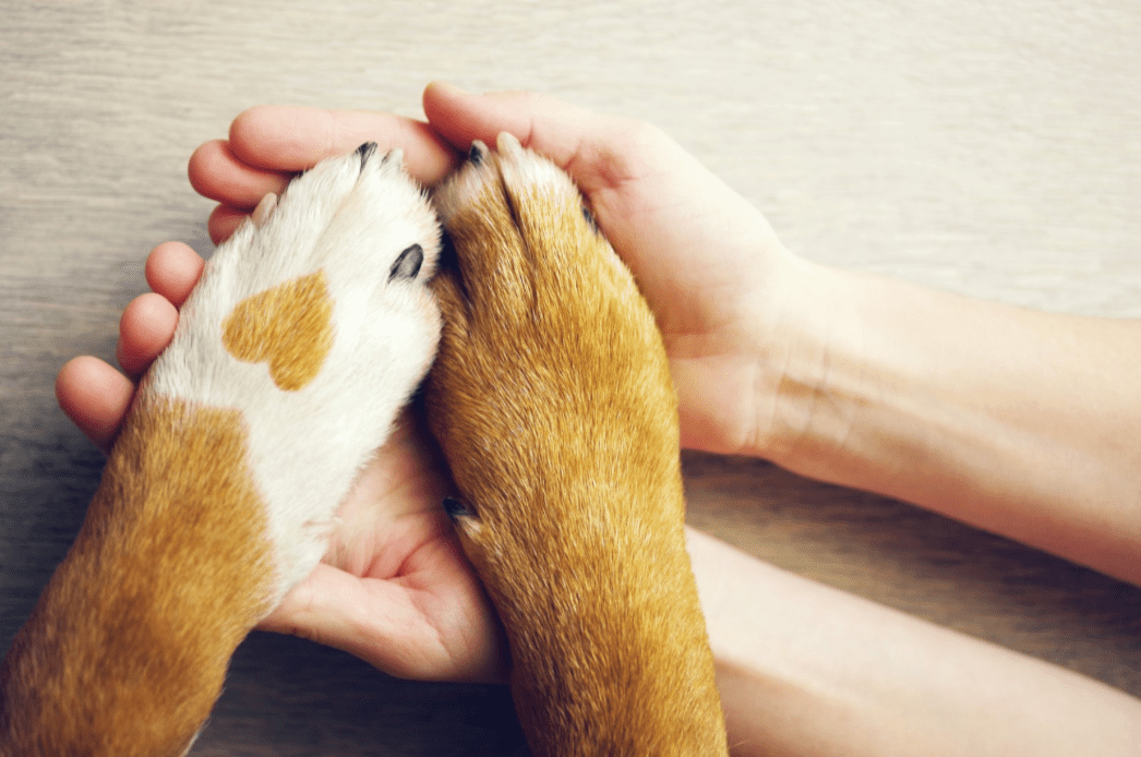 Preparar a chegada de um novo cachorro a casa!