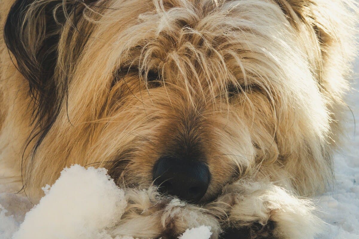 Caída del pelo en perros: causas y cuidados