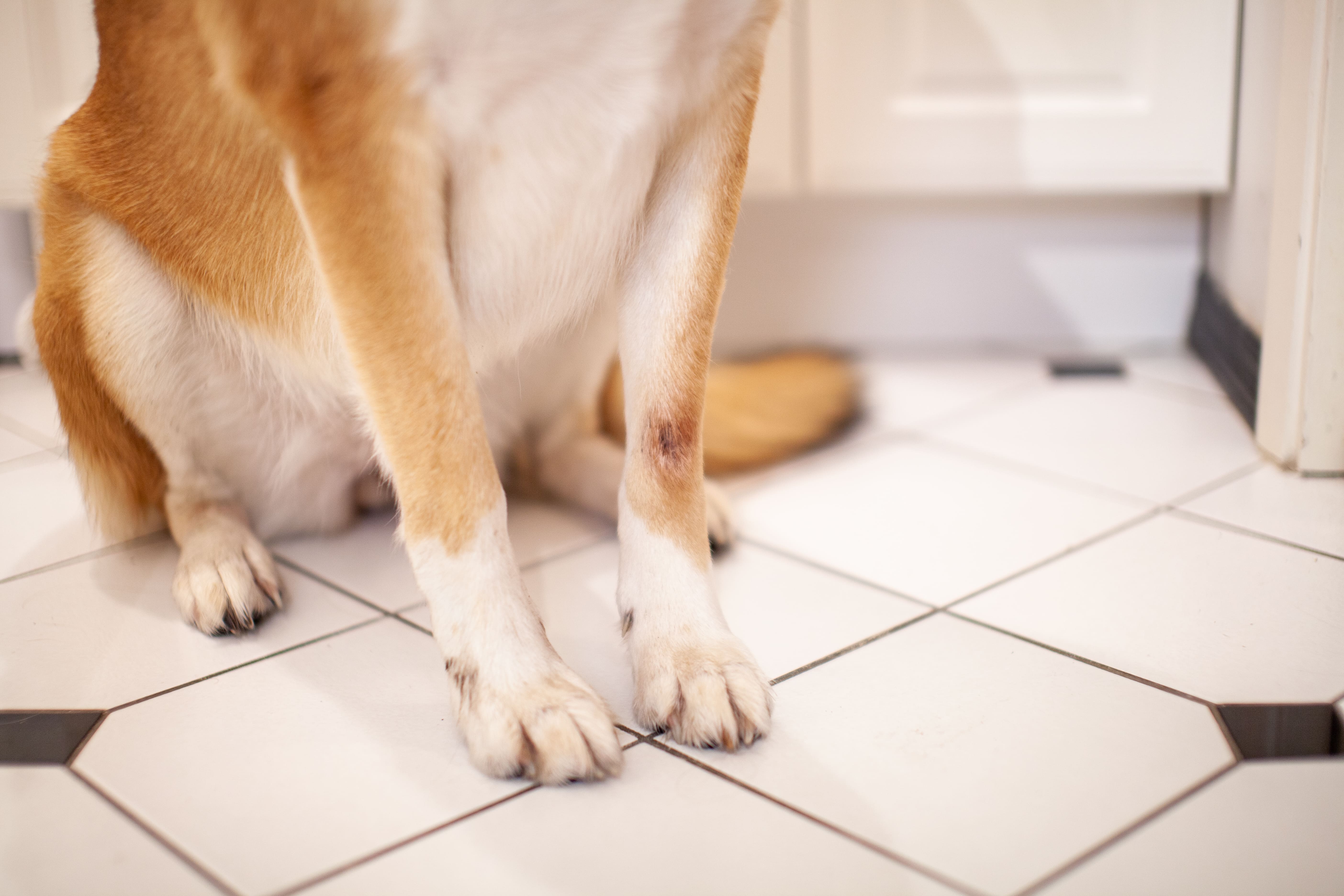 Heridas que no cicatrizan en la leishmaniosis canina