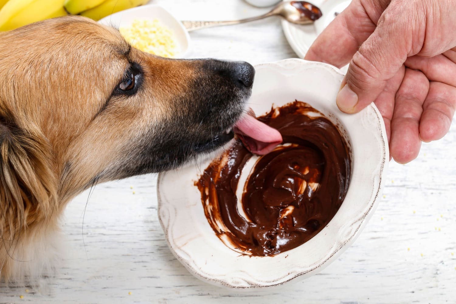 É seguro partilhar a comida com o meu cão? 