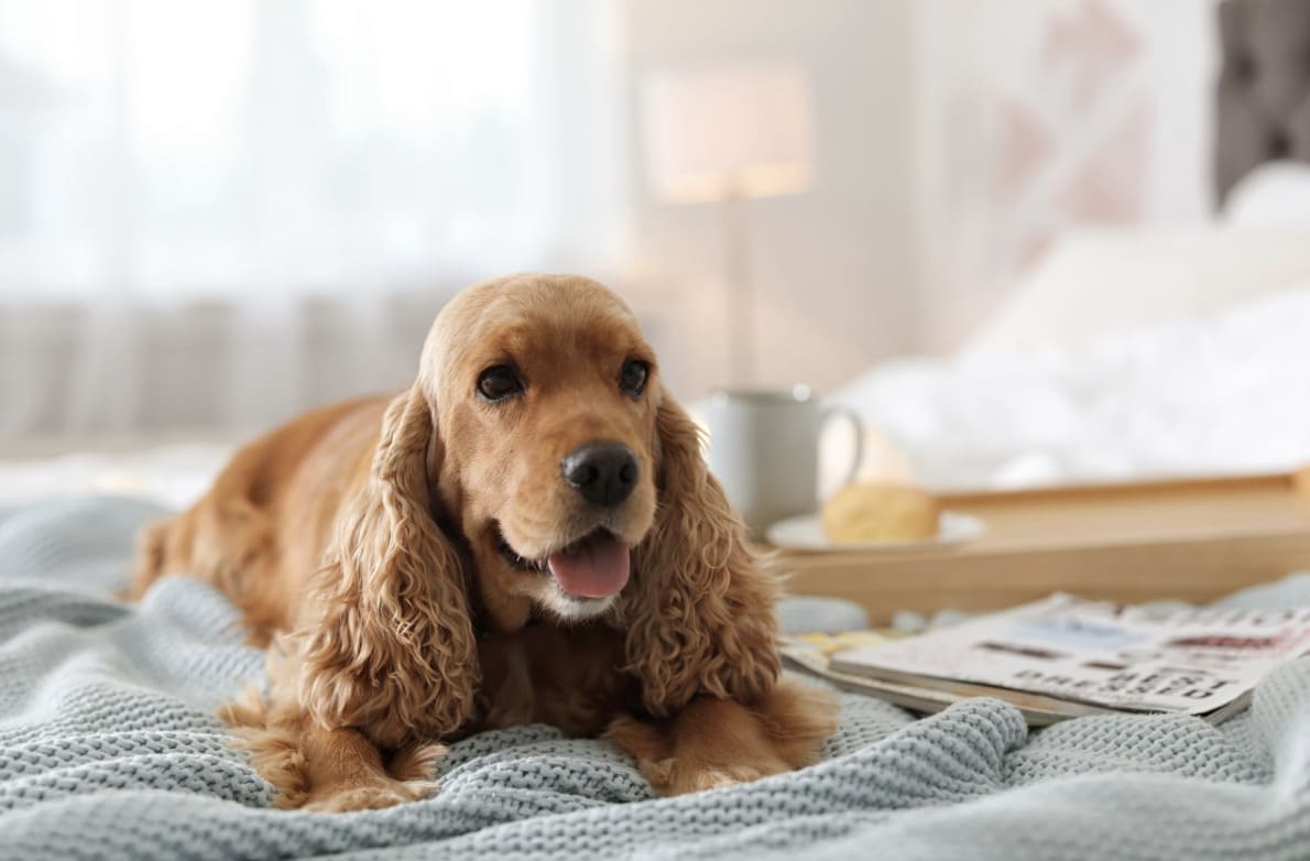 Cómo volver a la rutina con tu perro después del verano