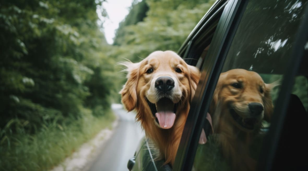 Como viajar de carro com o seu cão