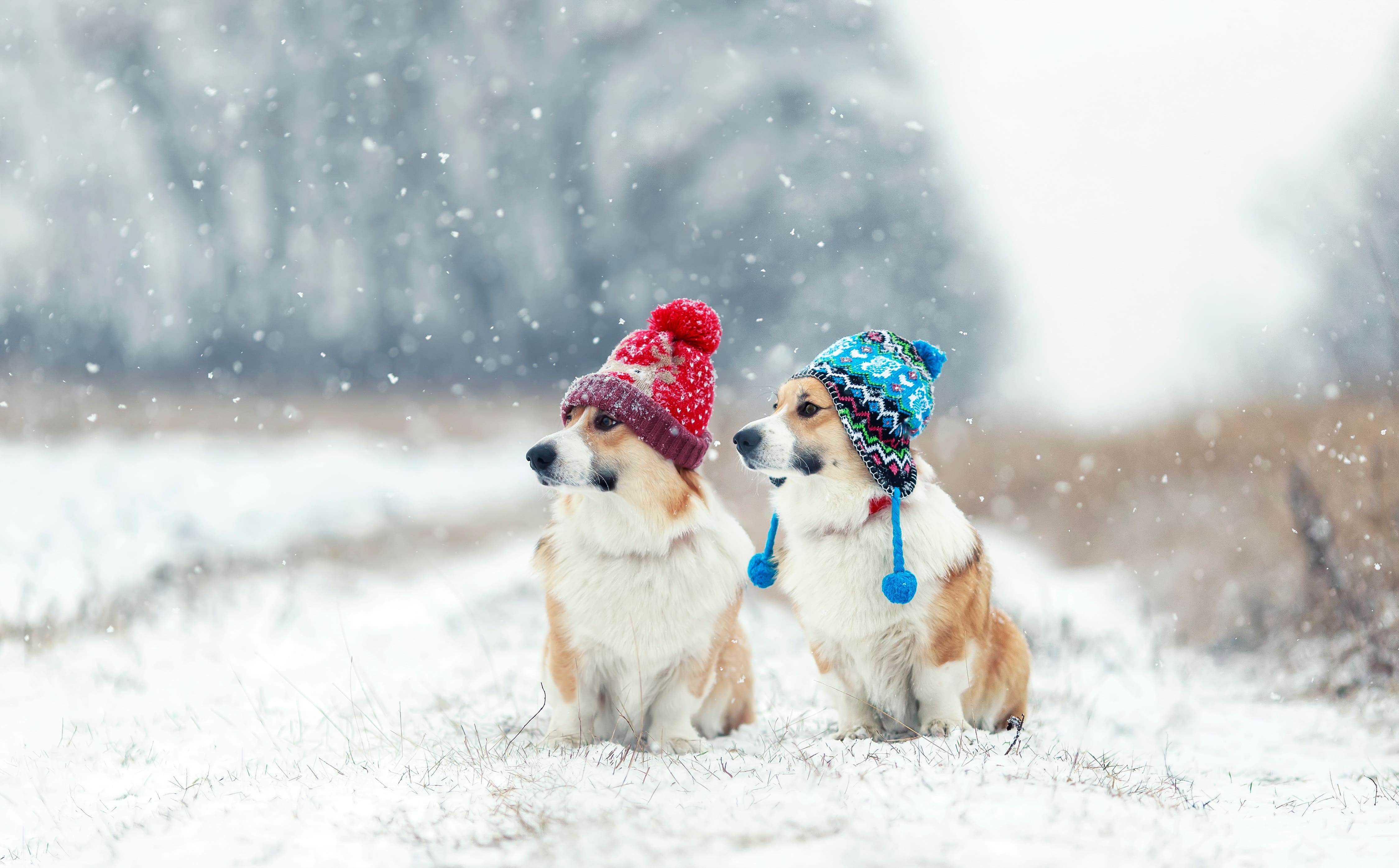 Como o tempo frio afecta os cães com leishmaniose 