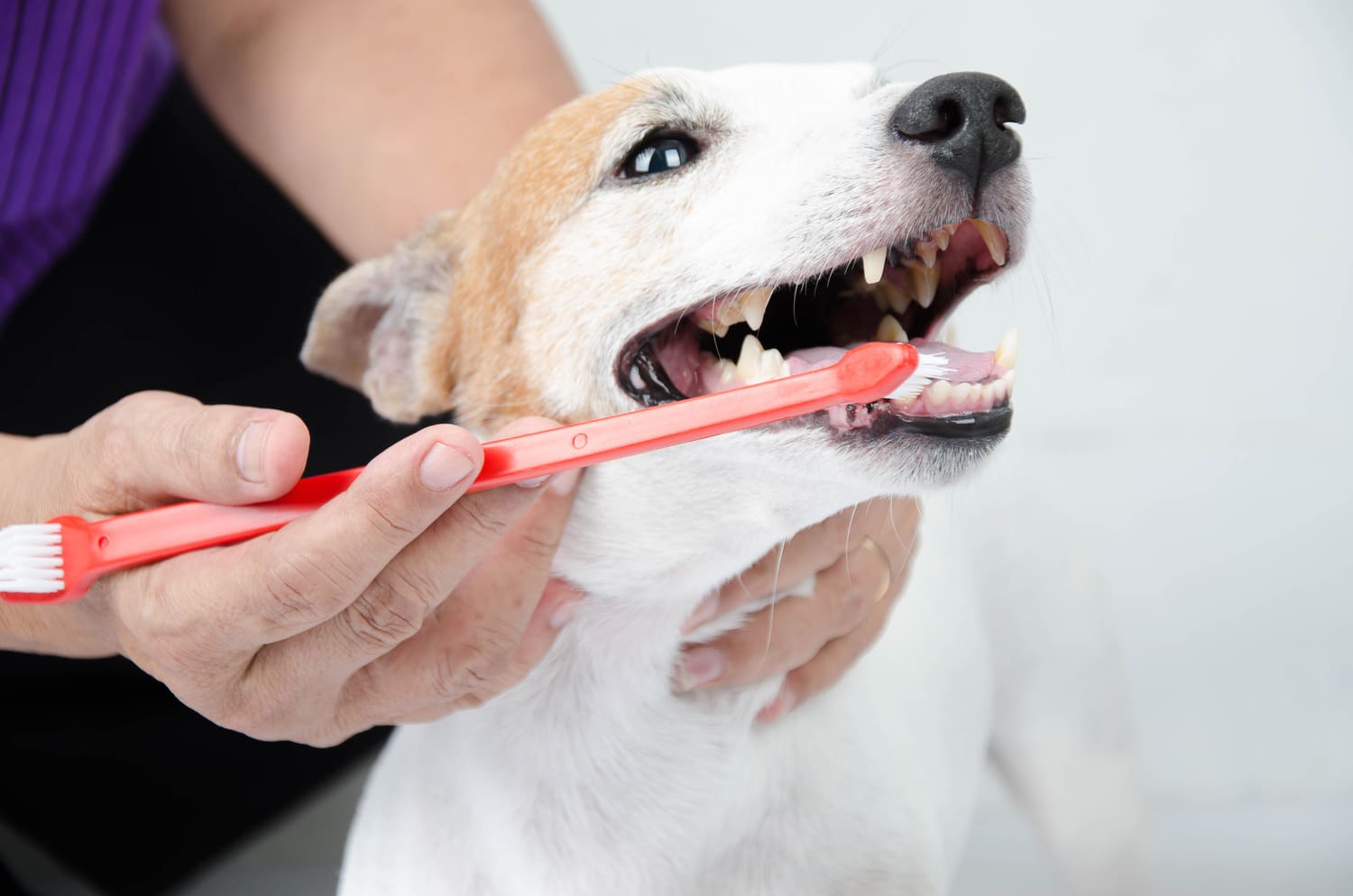 Como escovar os dentes do seu cão