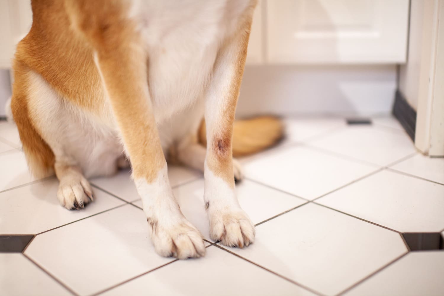 Heridas que no cicatrizan en perros