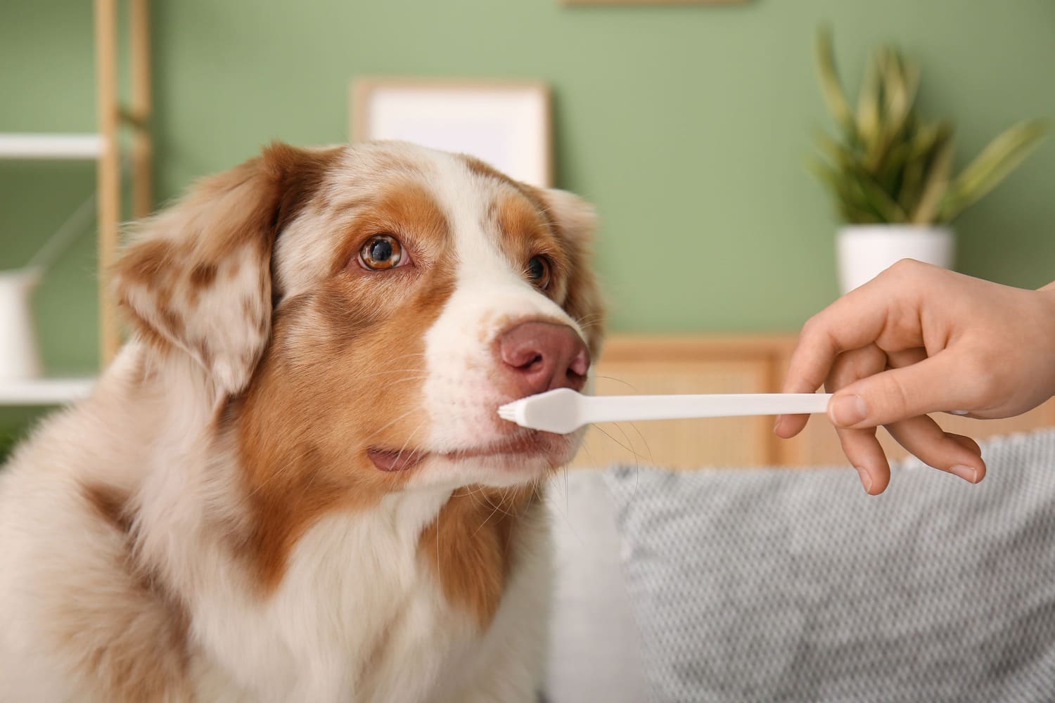 Periodontitis en perros: todo lo que debes saber