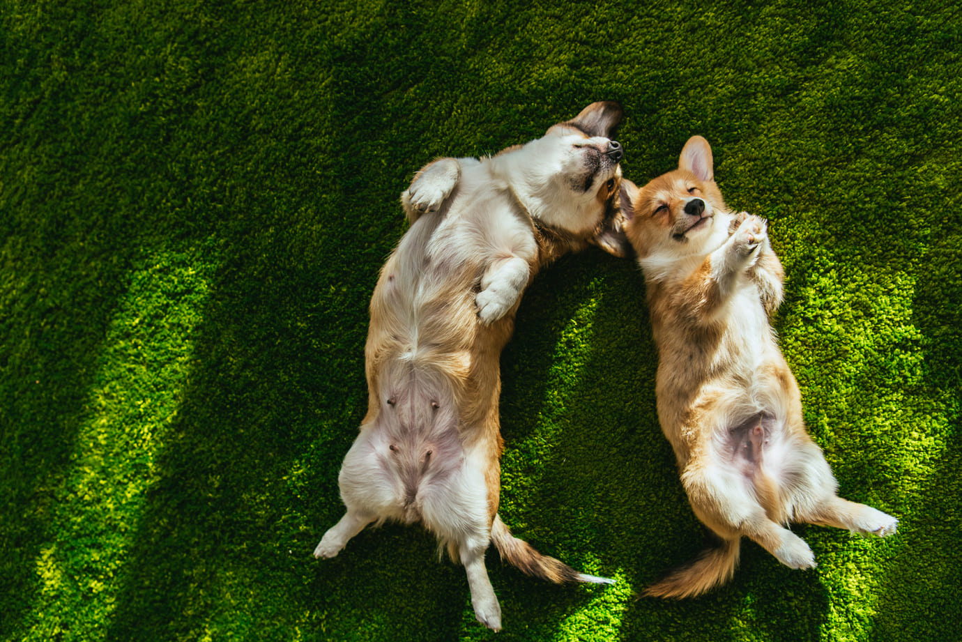 Cómo socializar a un perro