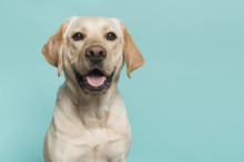 Cómo se diagnostica la leishmaniosis canina 