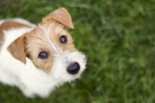 A leishmaniose canina é uma doença endémica em Espanha 