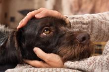 Síntomas de la Leishmaniosis en perros: ¿Son las mismas en humanos?