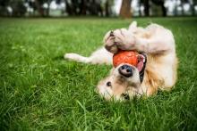 Inflamación de los ganglios linfáticos en perros ¿es un síntoma de leishmaniosis? 