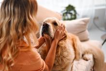 Qual é a esperança de vida de um cão com leishmaniose?