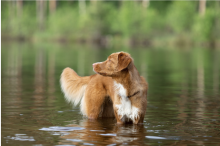 O seu cão tem medo de água? 