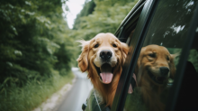 Como viajar de carro com o seu cão   