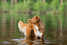 O seu cão tem medo de água?