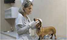 Tudo o que precisa saber sobre a leishmaniose canina: com a médica veterinária Mireia Balliu. 