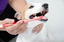 Cómo lavar los dientes a un perro