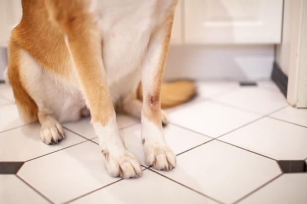 Feridas que não cicatrizam na leishmaniose canina